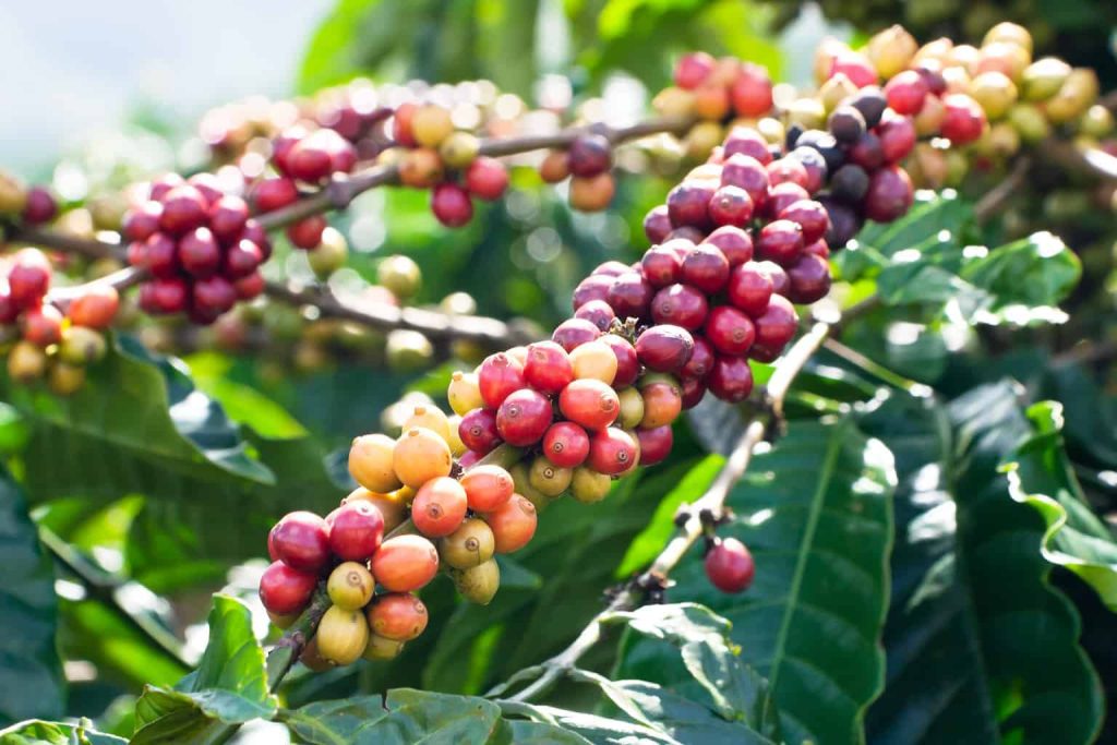coffee beans grown on the slopes of mount Elgon Uganda