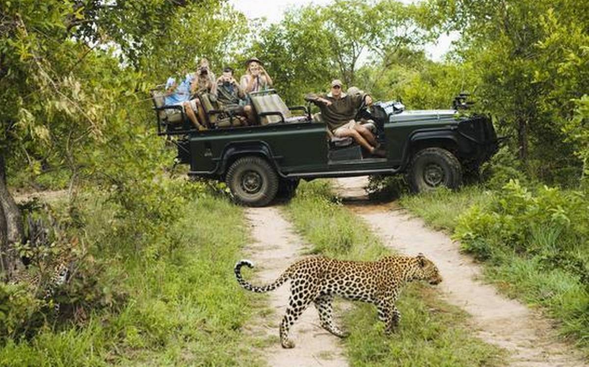 Tourists looking at a leopard at Kruger National Park Africa