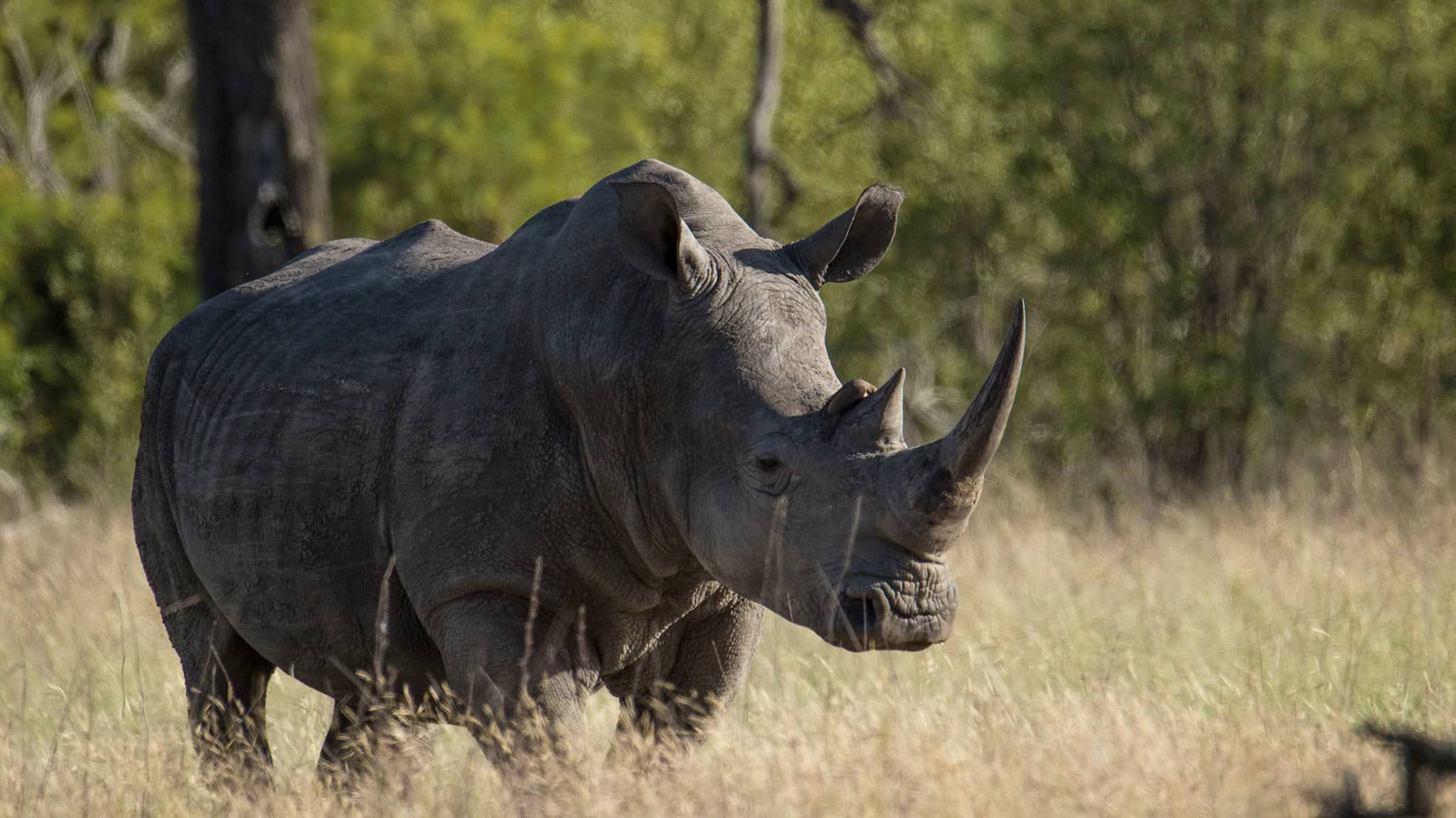 A rhino at Kruger National Park Africa