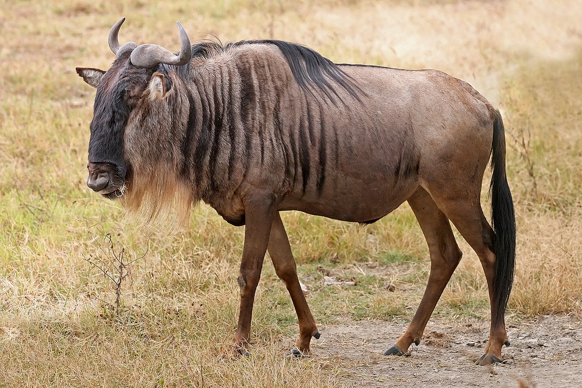 wildebeest at Serengeti National Park Tanzania Africa