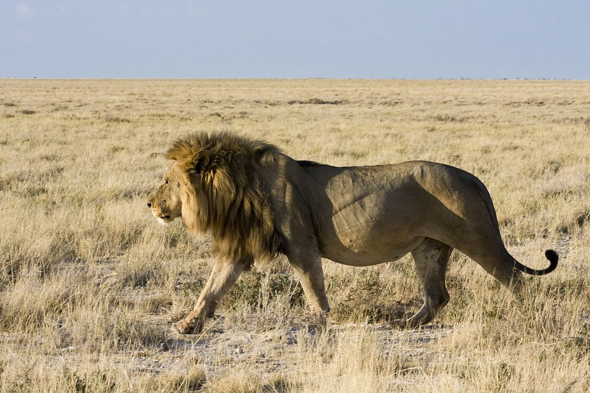 Male lion on the move at Murchison falls national park Uganda