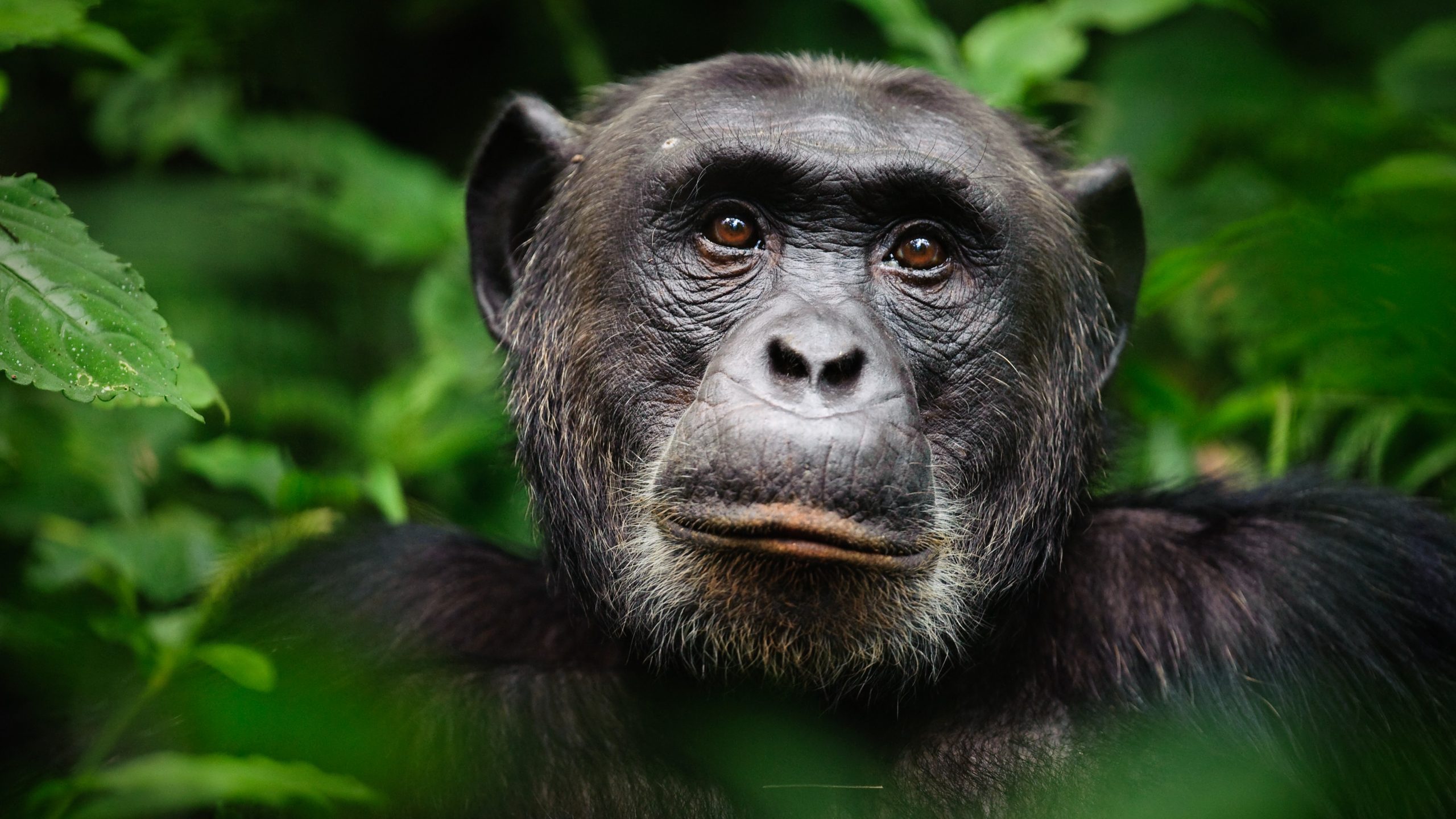 Alpha male chimpanzee at kibale National Park Uganda Africa