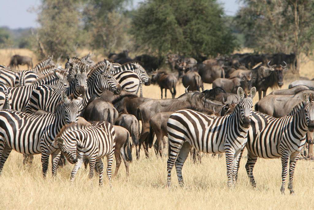 Hundreds of Zebras and wildebeest during the great migration at Serengeti National Park Tanzania