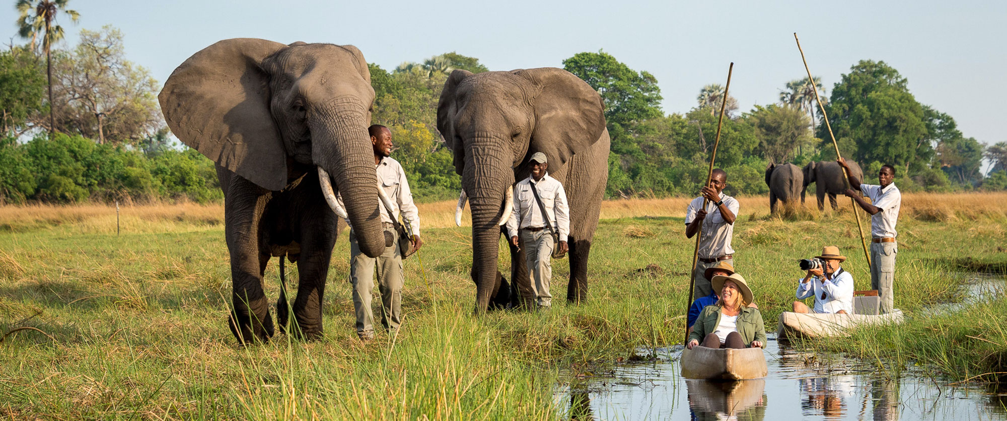 Elephants at Okavango Delta