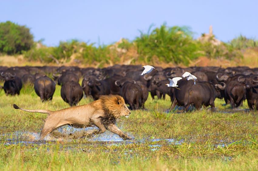 A male lion fast paws hunting buffaloes  at Okavango delta
