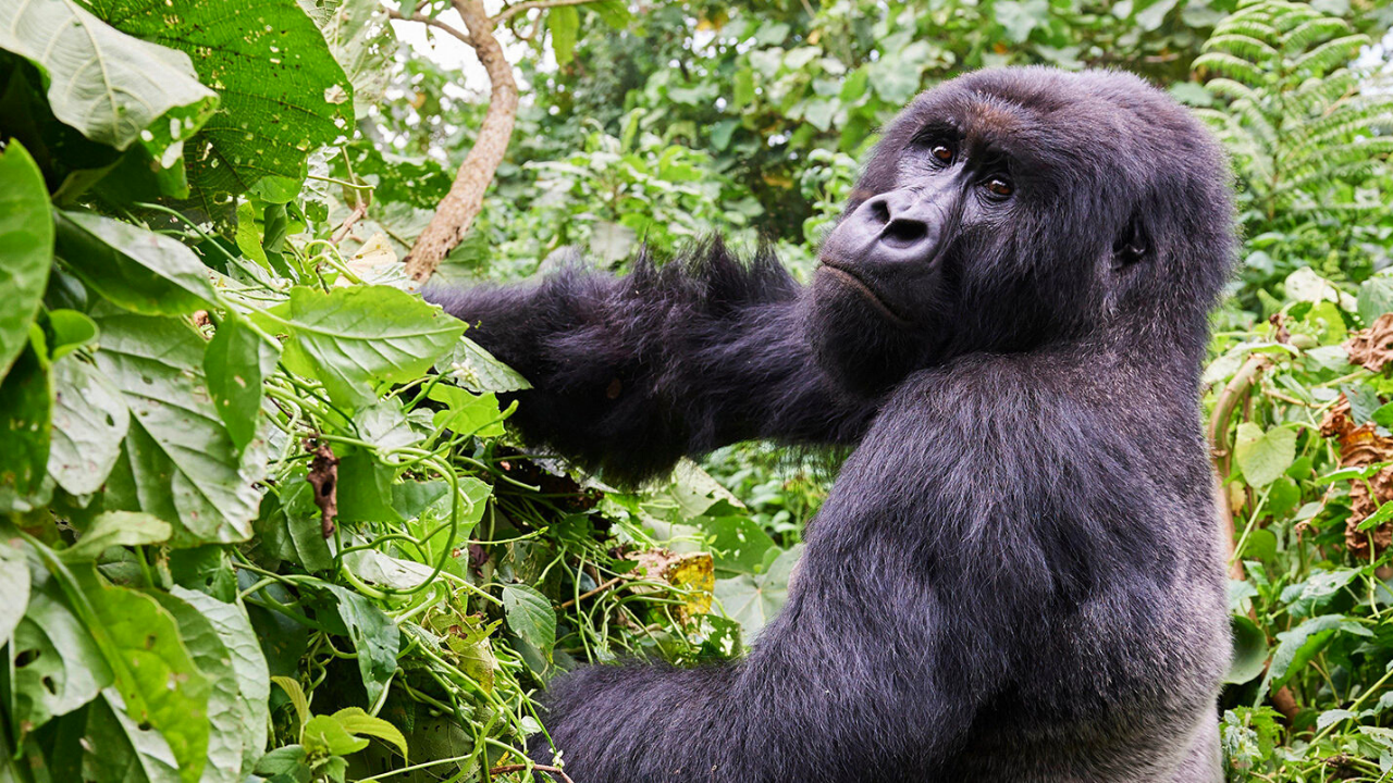 Sliver back male mountain gorilla in Bwindi Impenetrable National Park Uganda Africa