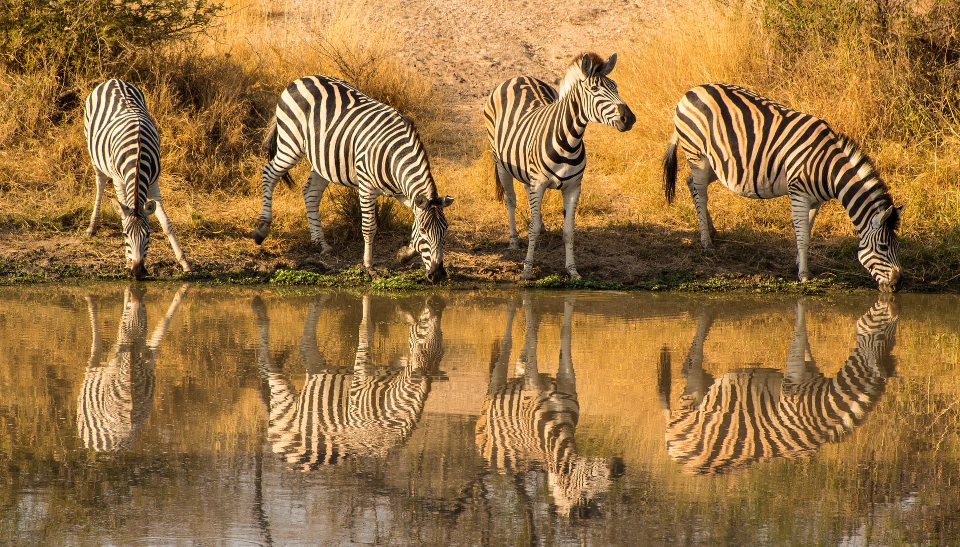 Zebras taking water at Kruger National Park - Africa