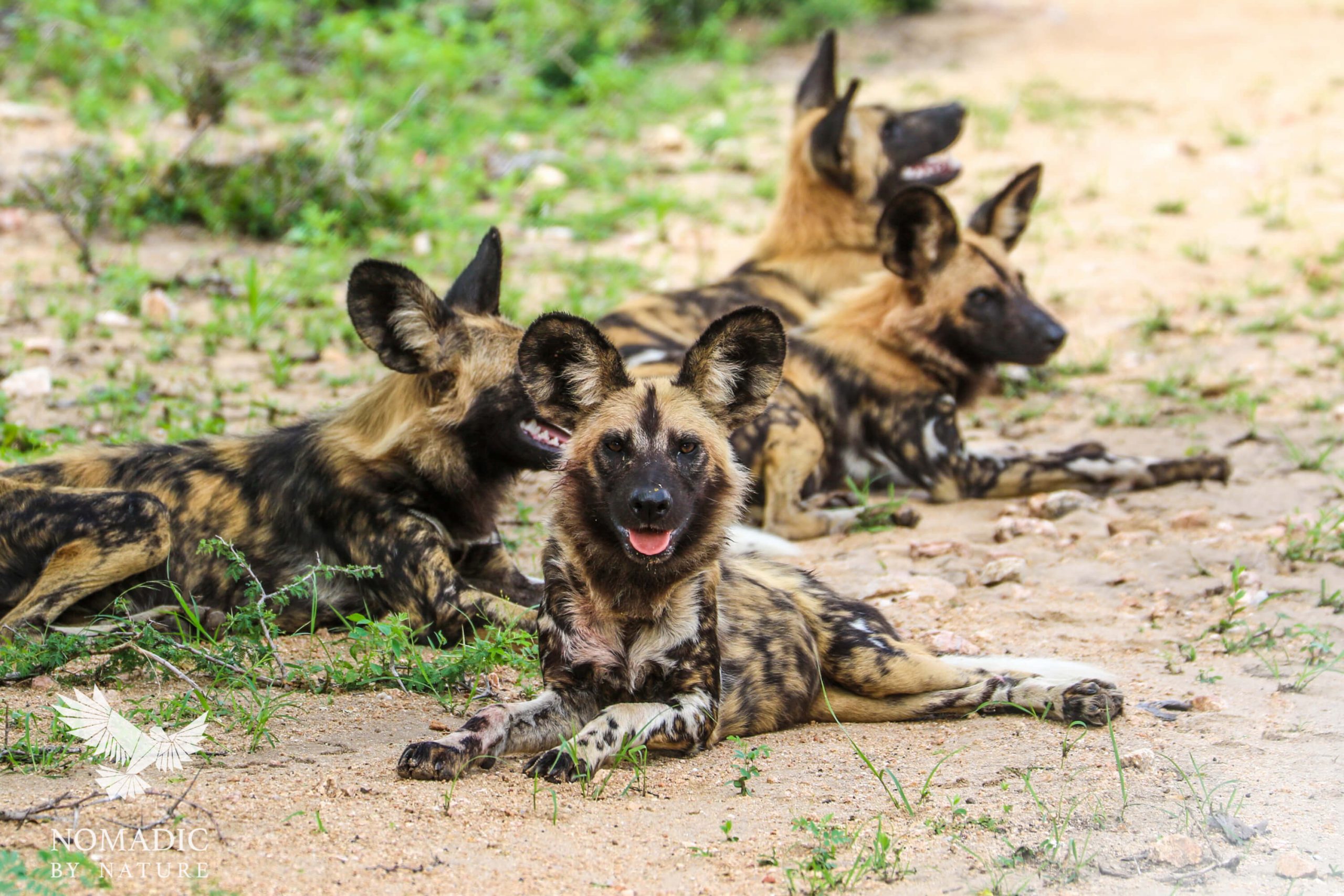 African wild dogs at Kruger National Park Africa