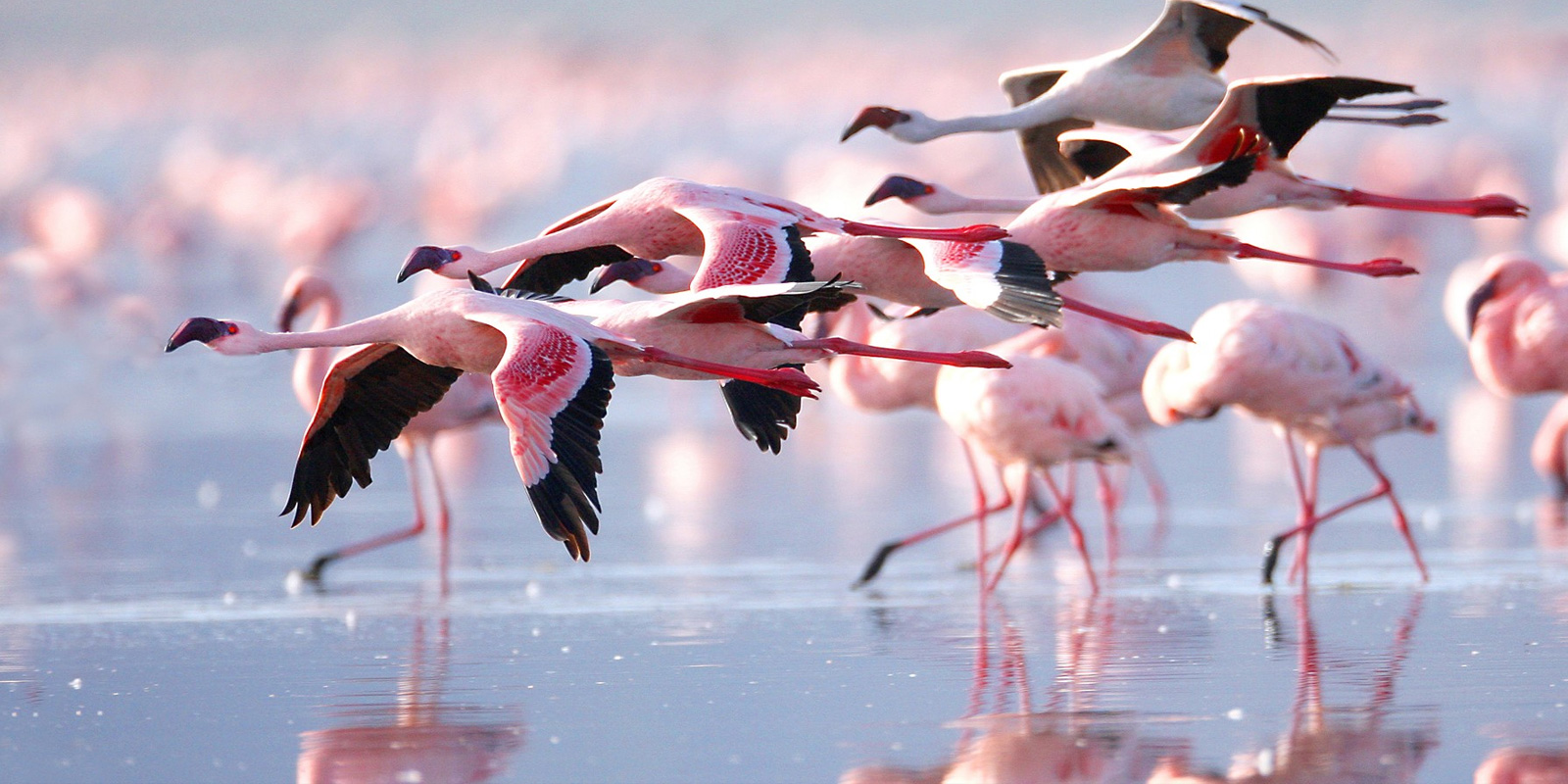 Flamingos in flight at Lake Nakuru national park