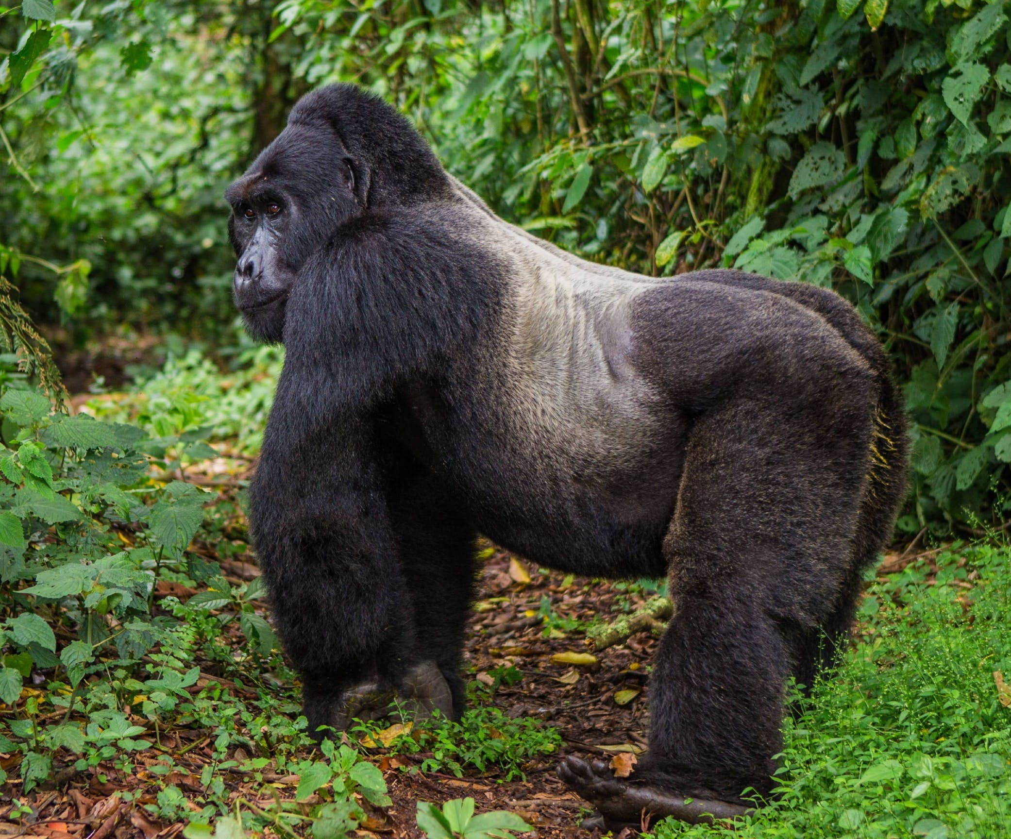 Sliver back Mountain gorilla in Bwindi Impenetrable National park Uganda Africa