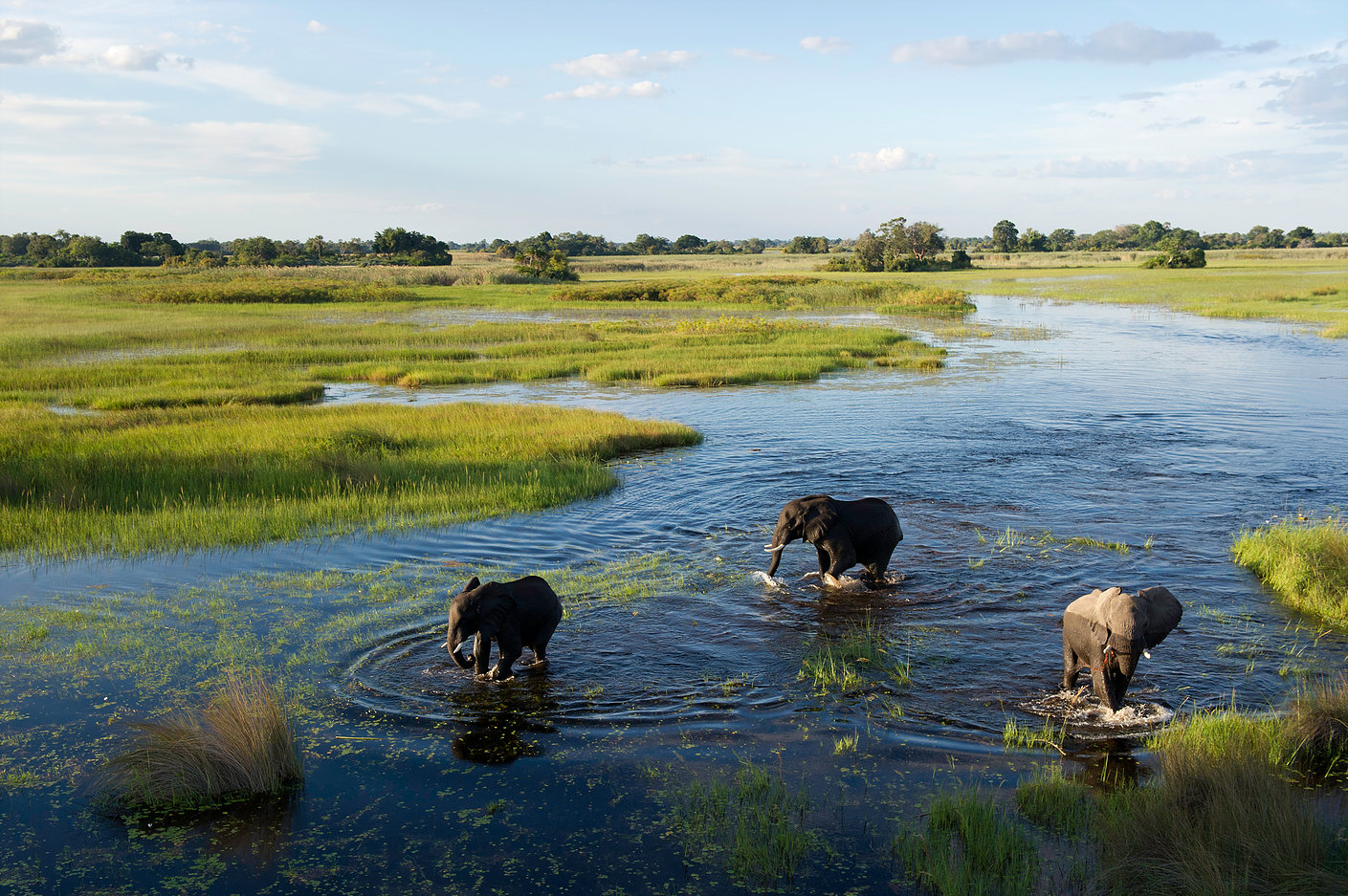 3Elaphants roaming through Okavango delta