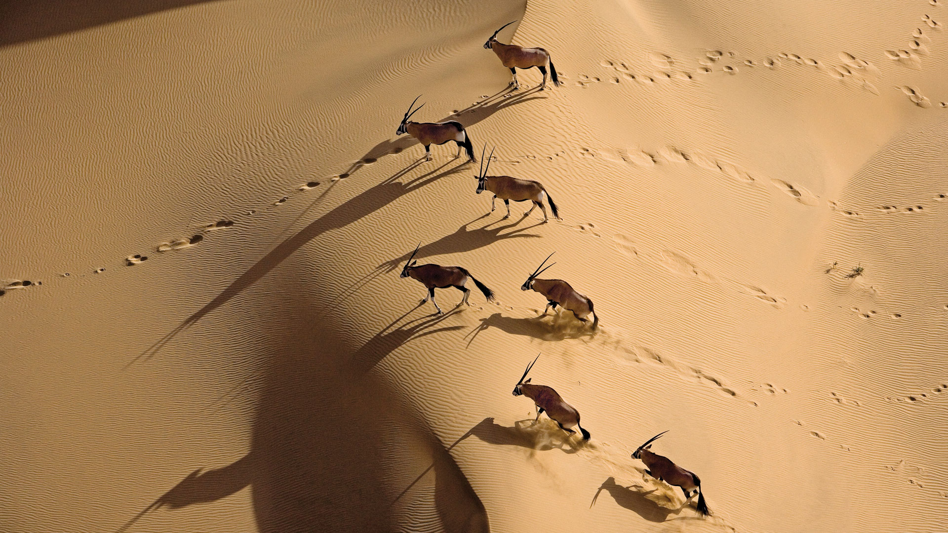  a herd of oryx Antelopes walking through Namibi Dessert Namibia Africa