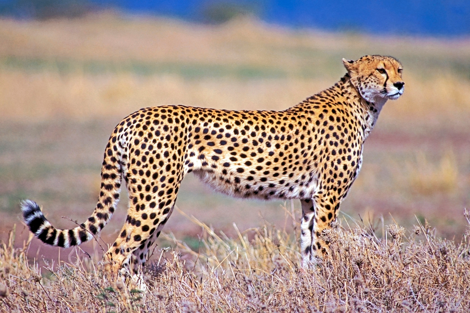 Cheetah at Masai Mara game reserve Kenya Africa