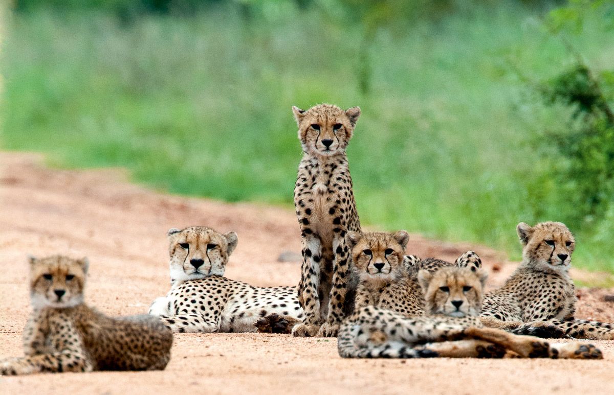 A group of young cheetahs at Kruger National Park - Africa 