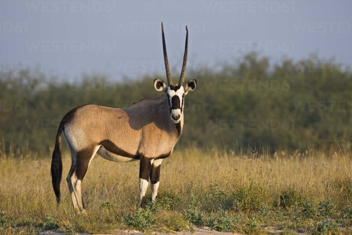 A Gemsbok Oryx gazelle in Chobe national park Botswana Africa