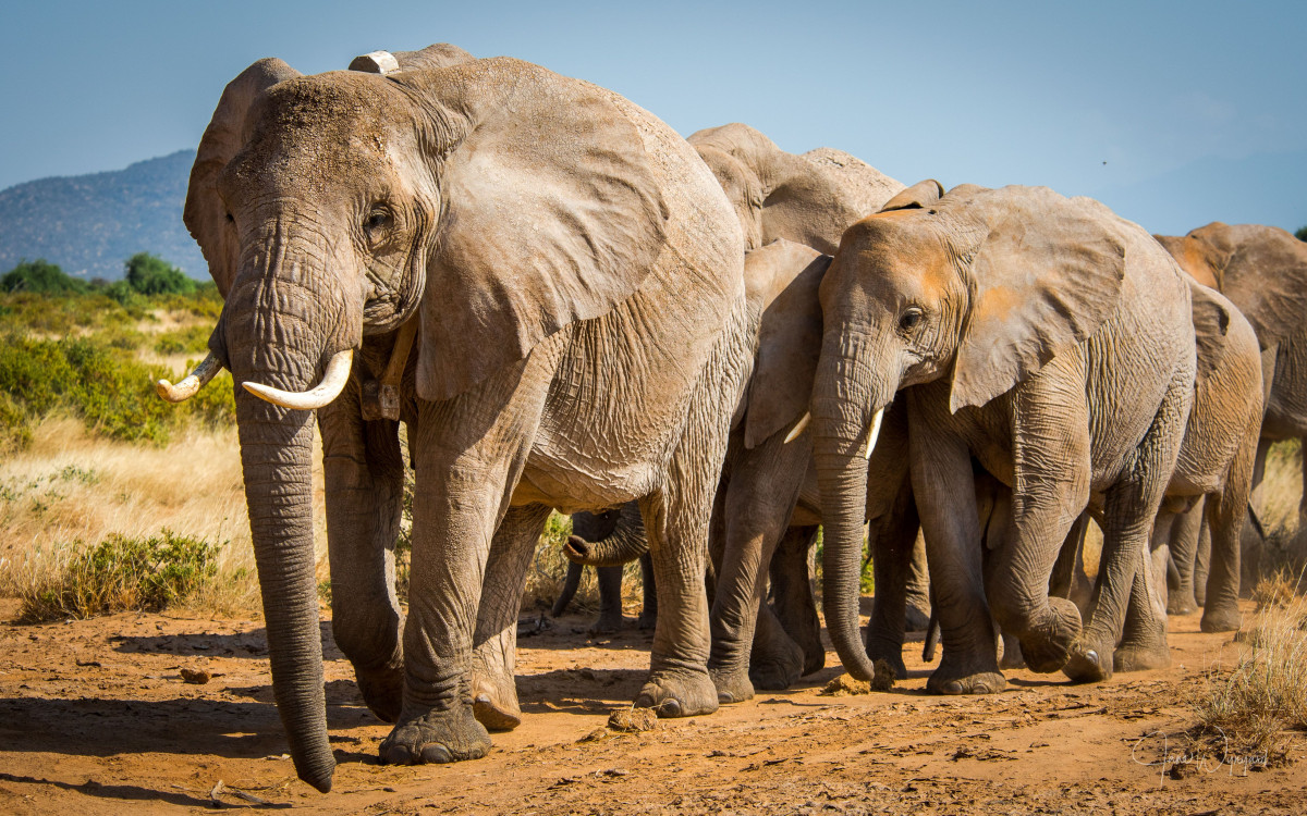 A herd of African Elephants at Chobe National Park Botswana
