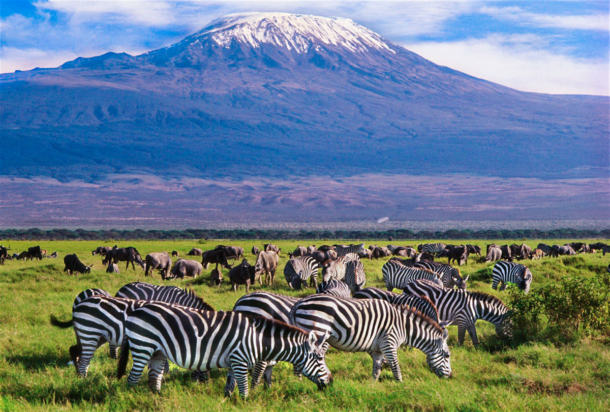 Zebras grazing at Amboseli National Park Kenya