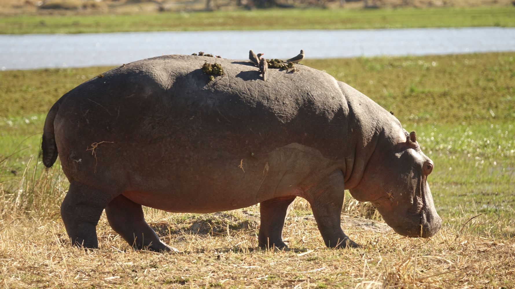 Hippopotamus Grazing at Murchison falls National Park Uganda Africa