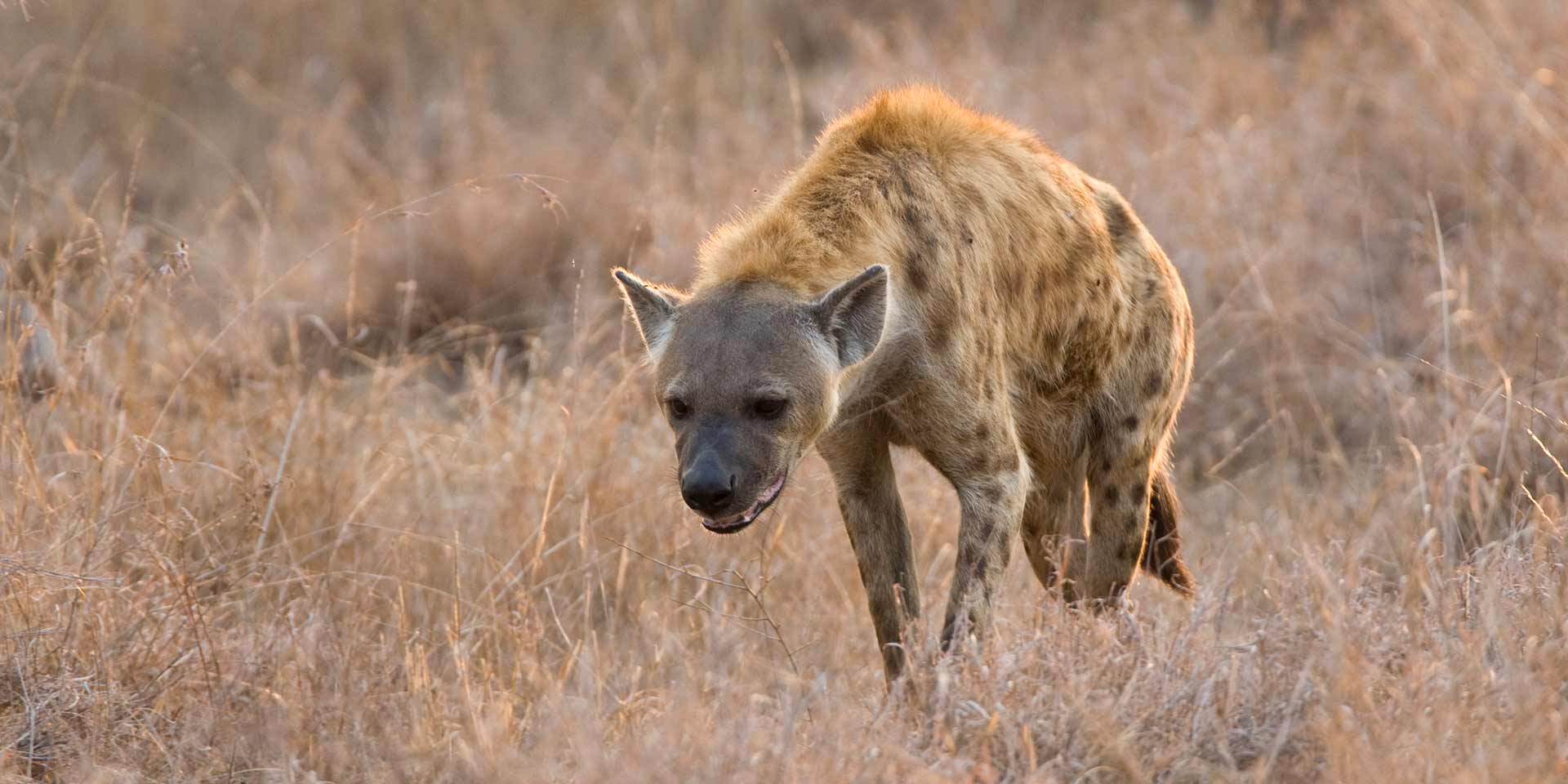 A Spotted Hyena in the wilderness at Kruger National Park - Africa