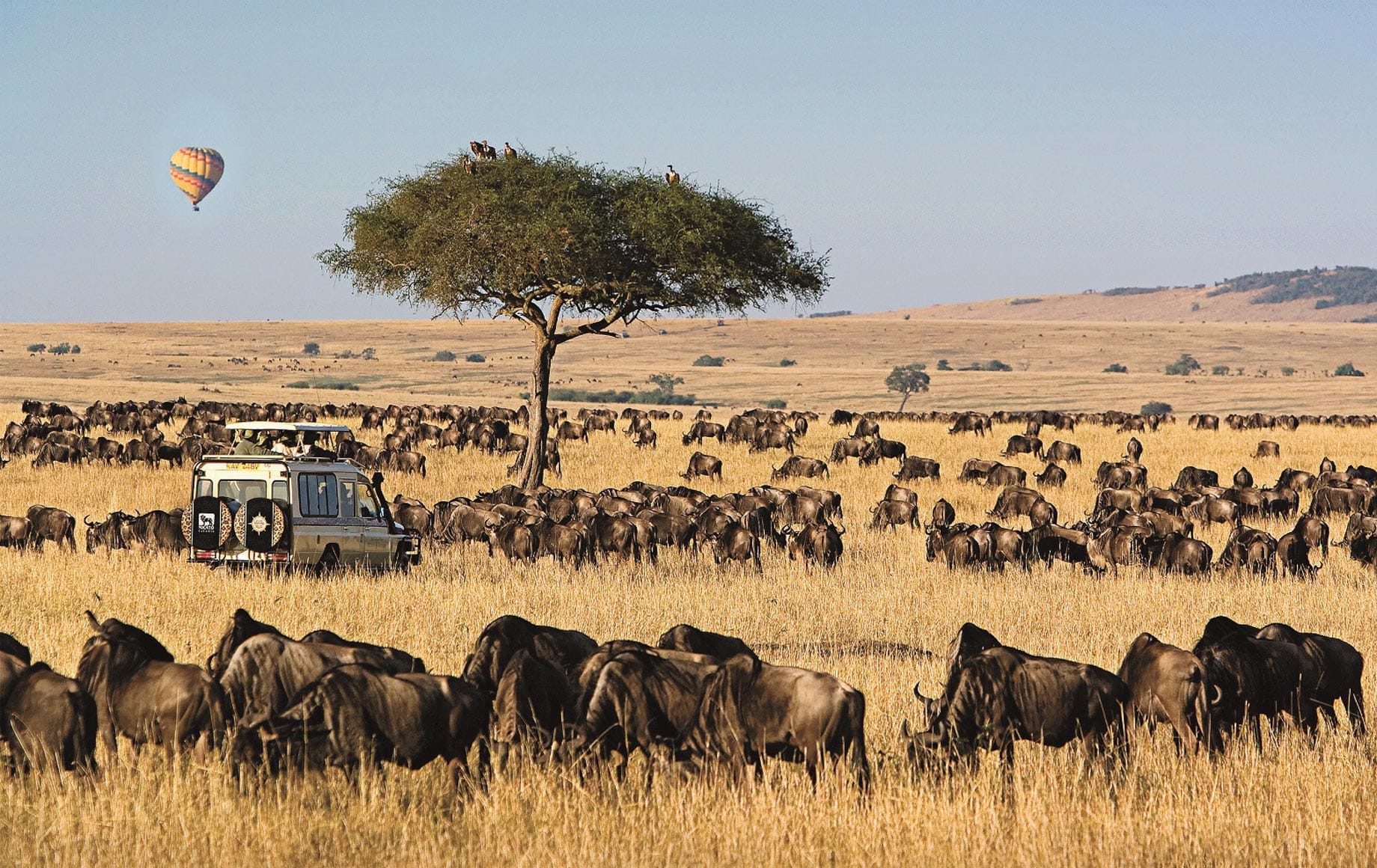 Tourists in a closed  safari land cruisier during a game drive at Masai Mara game reserve Kenya Africa