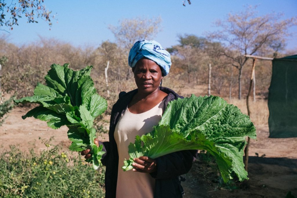 A Namibian farmer from harvesting vegetables from her farm Namibia Africa.