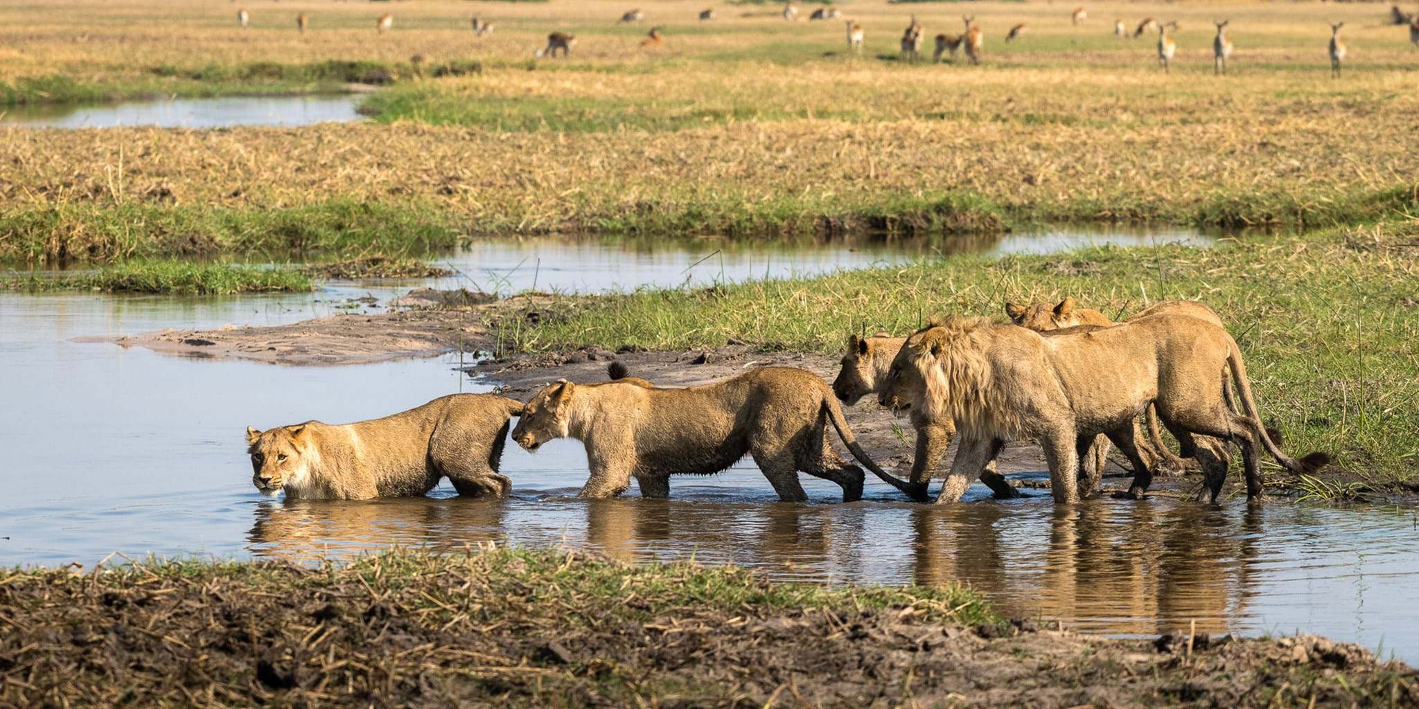a lion pride family living within Okavango delta