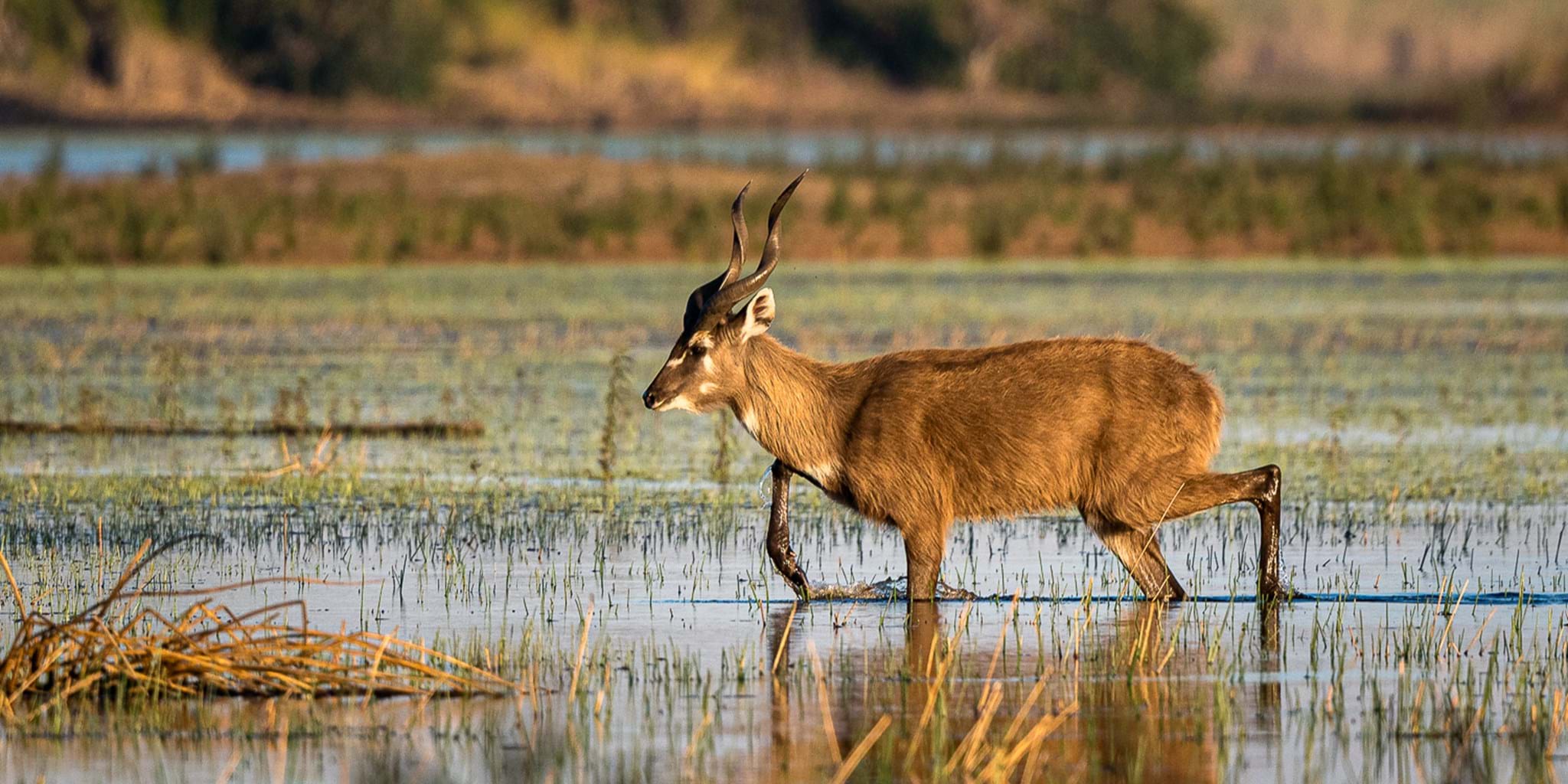 Tsessebe Antelope at Okavango Delta - Xavier Safaris 