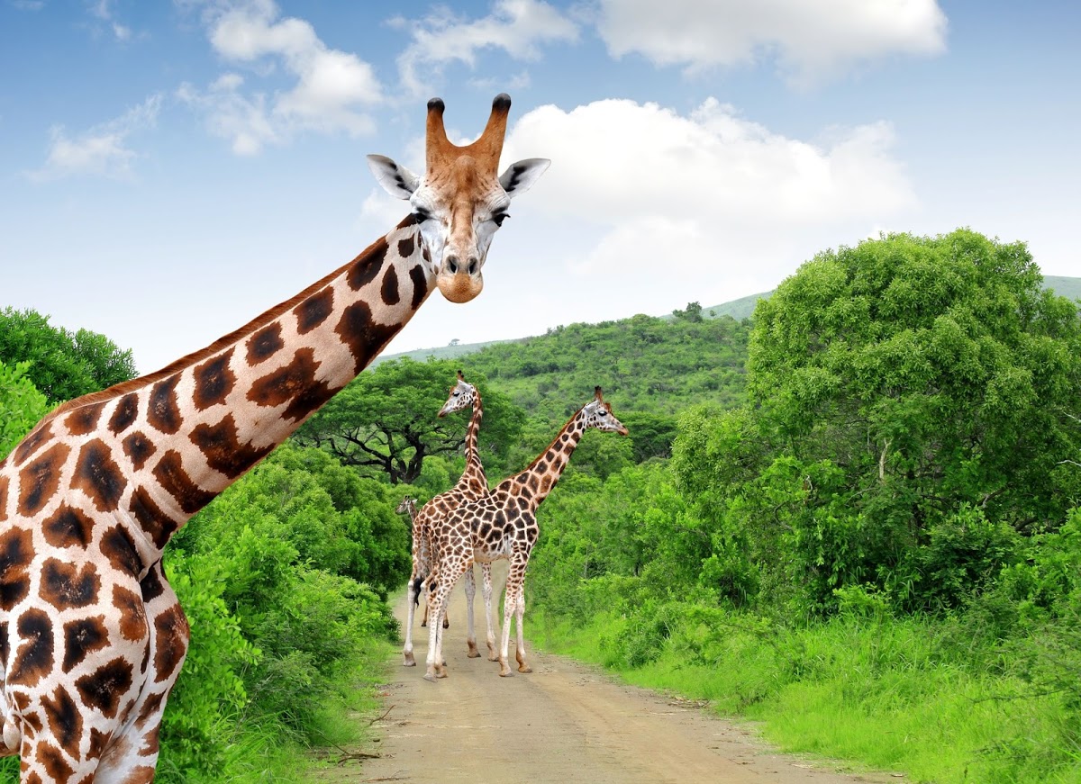 Three giraffes at Kruger National  Park - Africa