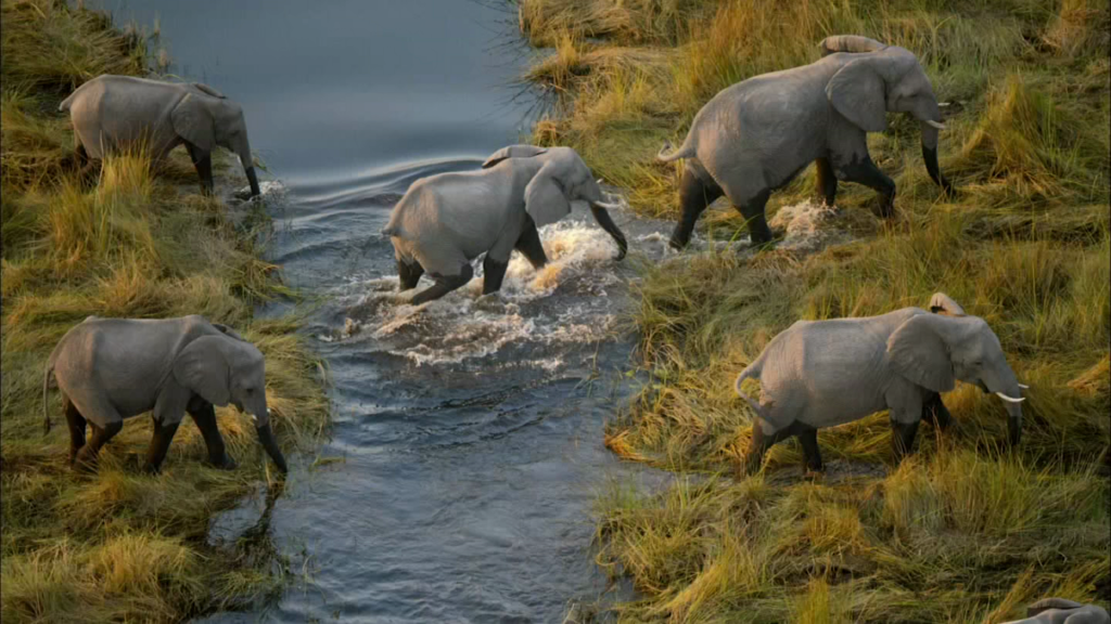 Elephants at Okavango Delta