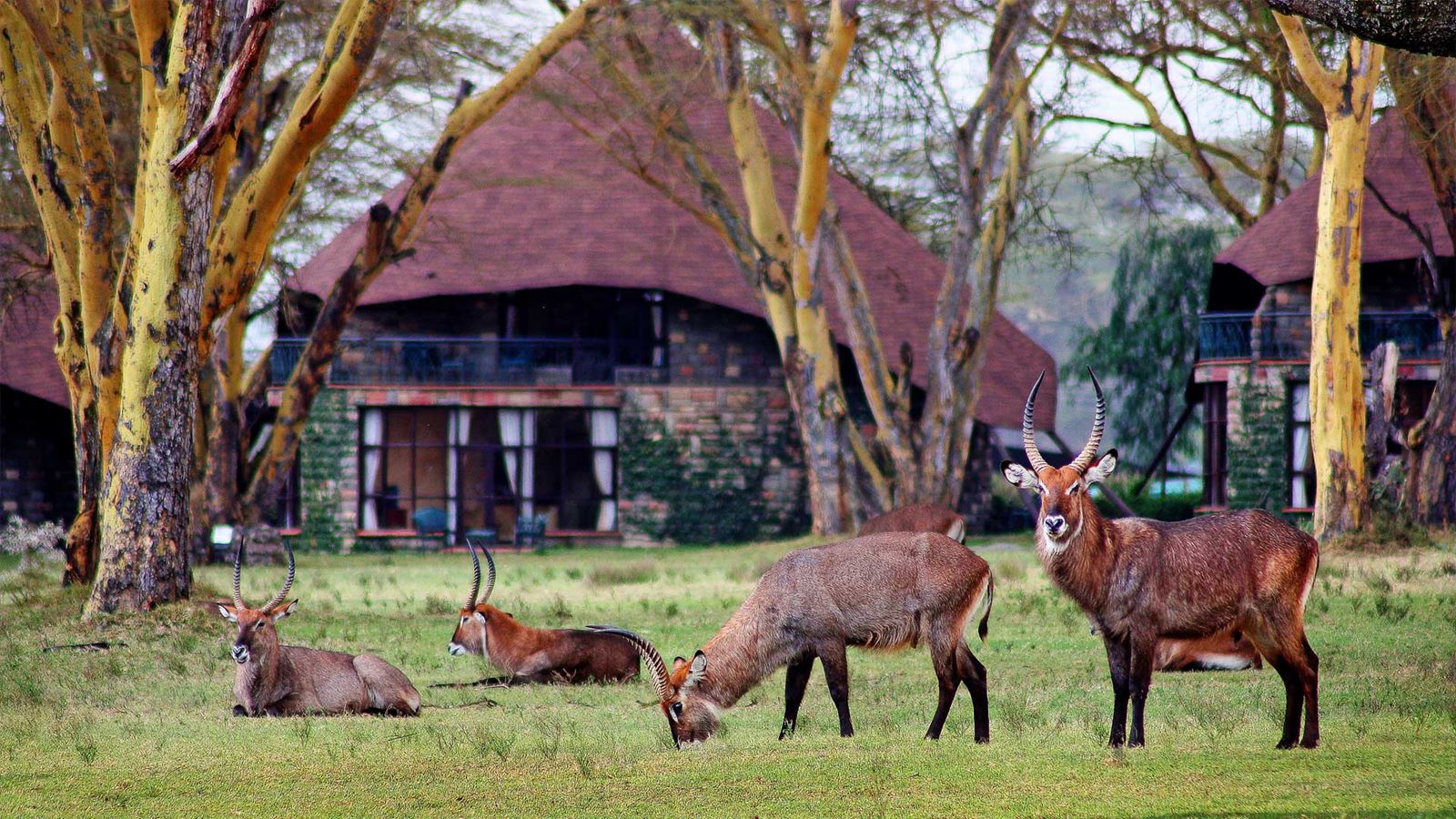 waterbucks at Serengeti sopa lodge accommodation cottages in back ground.