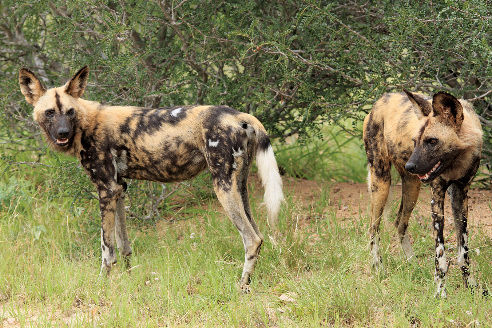 African wild dogs at Kruger National Park South Africa