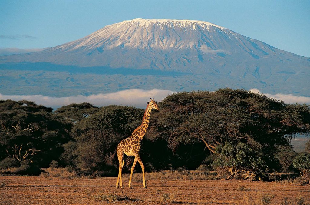 A tower of giraffe with mount kilimanjaro in back ground