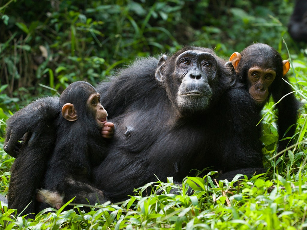 Mother chimpanzee and her infants at Kibale National Park Uganda Africa