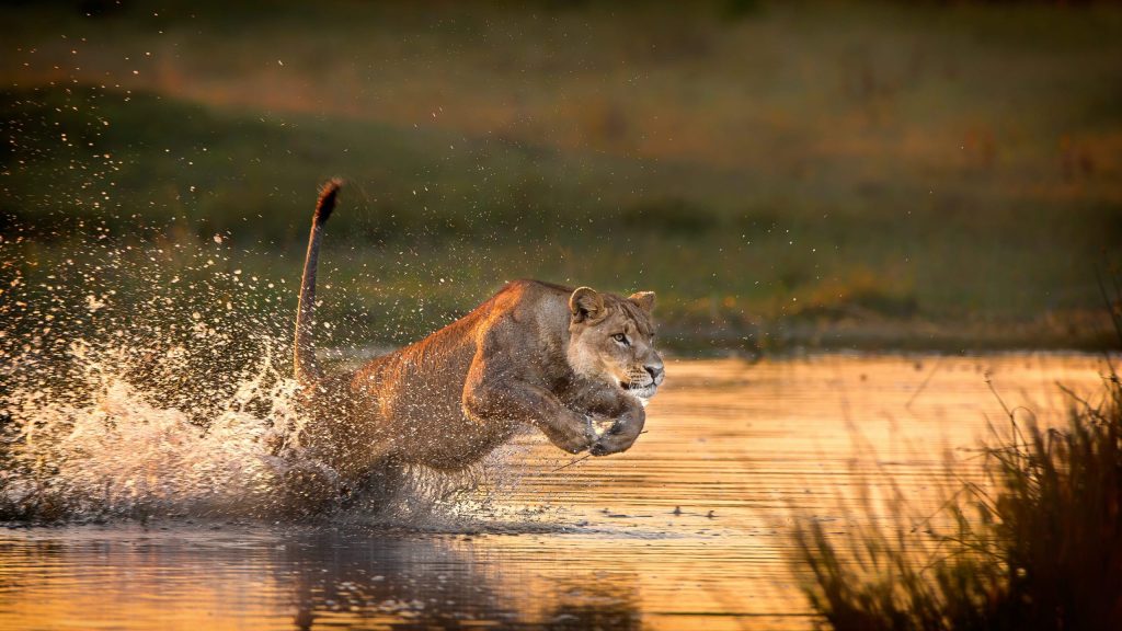 A lioness crossing Okavango river in Okavango Delta Botswana.