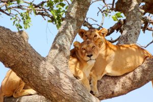 Two lioness resting on a branch of a fig tree at Queen Elizabeth National Park Uganda Africa 
