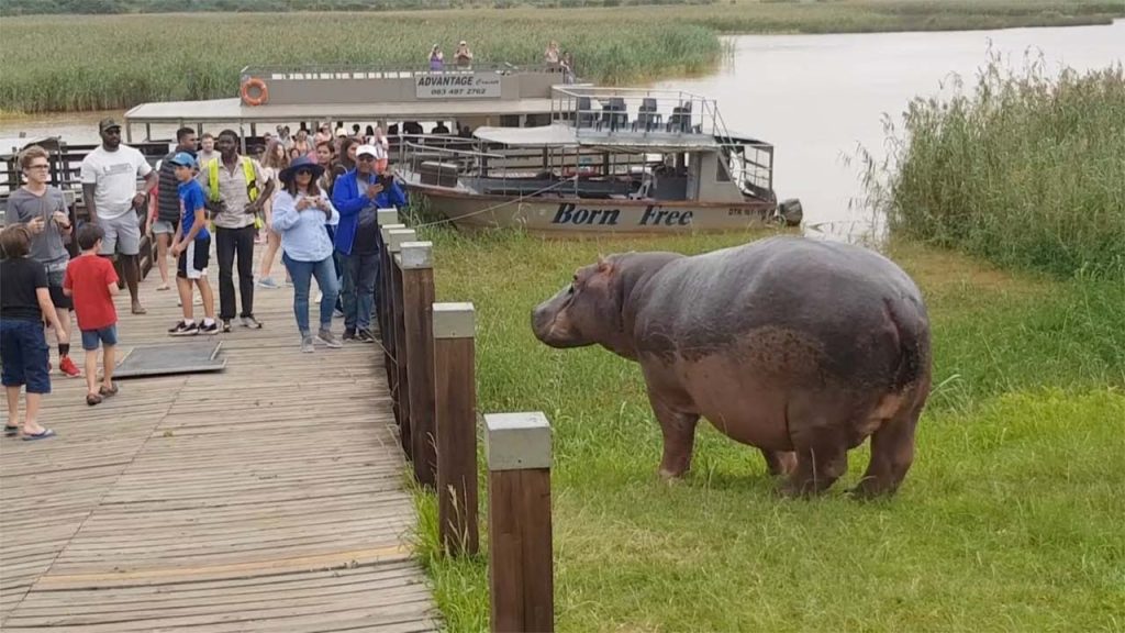 Tourists coming from a bout cruise came close to a hippopotamus