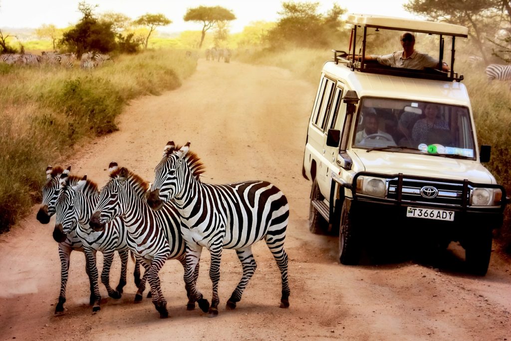 Zebras crossing the park road as jeep with tourists slows down Africa. Tanzania
