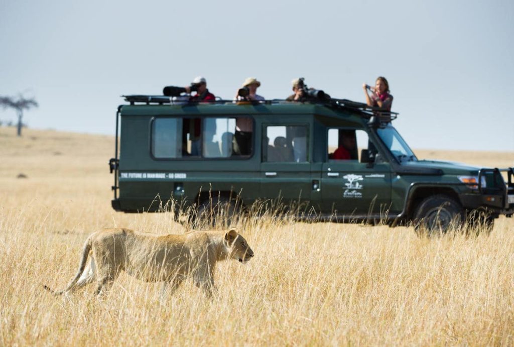 Tourist taking photos of a lioness during a game drive in Serengeti National Park Tanzania.