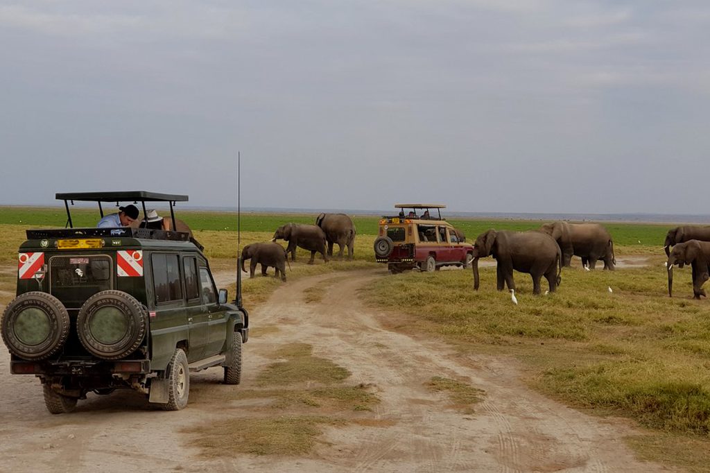 Tourist viewing a herd of elephants in Queen Elizabeth national park Uganda2018