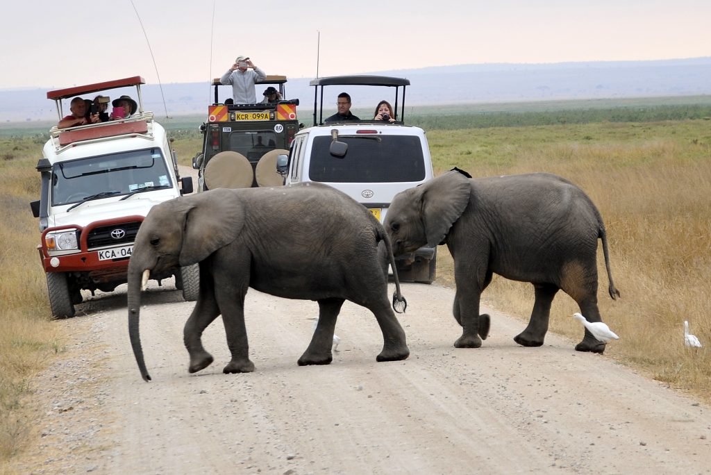 Elephants crossing a road Serengeti national park Tanzania