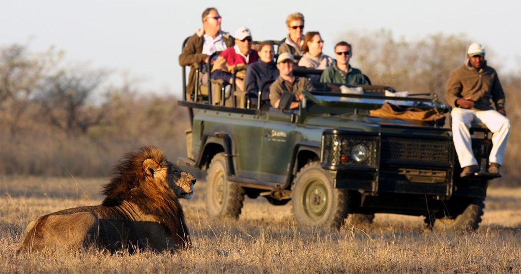 Tourists in an open jeep viewing a male lion during a gam drive.