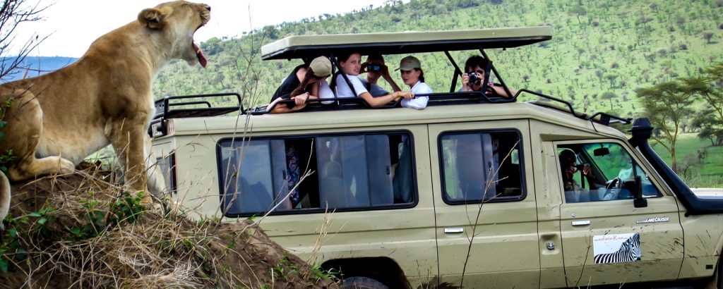 Tourists in the luxury Land cruiser view a lioness in Akagera National park Rwanda2014