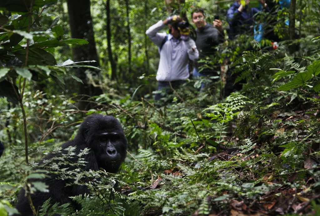 Tourists quietly view and take photos of a gorilla in Bwindi Impenetrable National Park in Uganda.