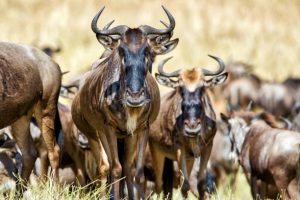 A herd of wildebeests at Serengeti national park Tanzania Africa