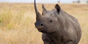 Black-Rhino-at-the-savanna-plans-of-Serengeti-National-Prk-Tanzaniaia