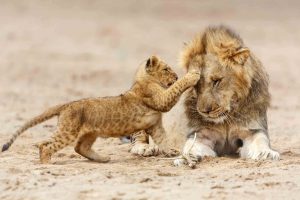 A cub and a male lion at Serengeti National Park Tanzania