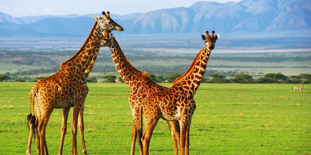 Tower of giraffes Ngorongoro crater floor Tanzania 