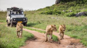 African Safari with Xavier safaris