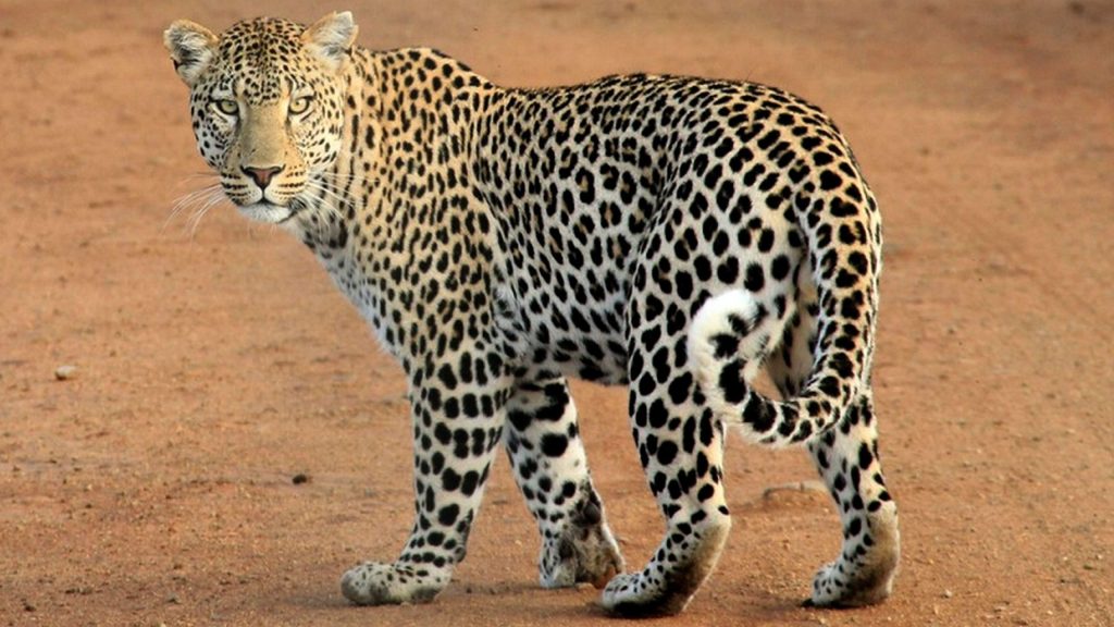 A-Leopard-on-a-game-track-at-Masai-Mara-National-Reserve-Kenya.