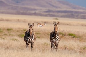 A Pair of Hartmann's mountain zebras at Damaraland-Namibia Africa
